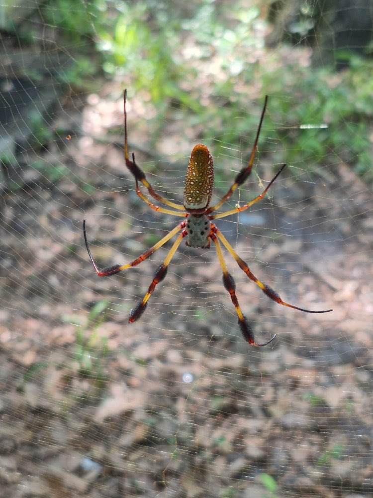 A Golden Silk Orb Weaver spider on its web, photographed on a Guardian Pest Solutions job in coastal Georgia
