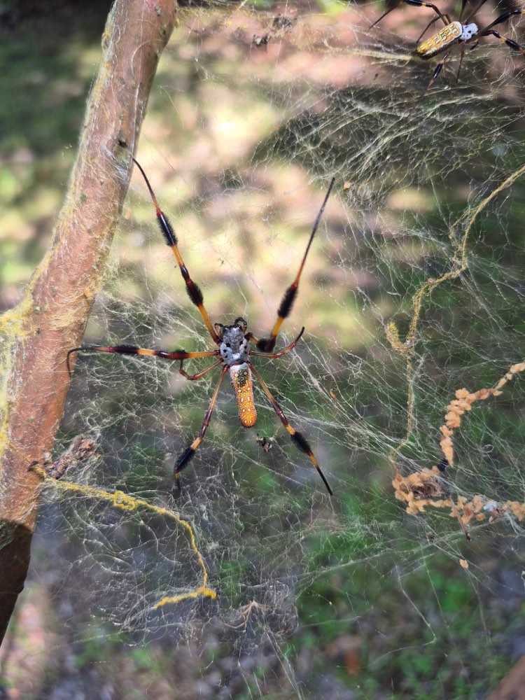 Two Golden Silk Orb Weaver spiders on a large web near a wooded property edge in the Brunswick, GA area