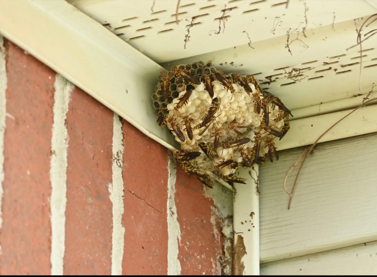 An active paper wasp nest with wasps and visible larvae cells, built in the corner of a roof eave on a home in the Brunswick, GA area